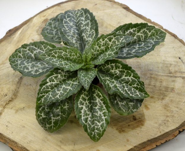 Примулина Sinensis 'Hisako'