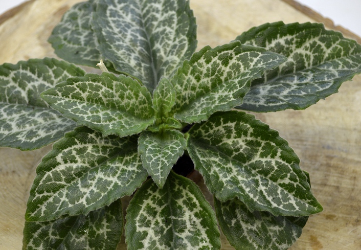 Примулина Sinensis 'Hisako' (