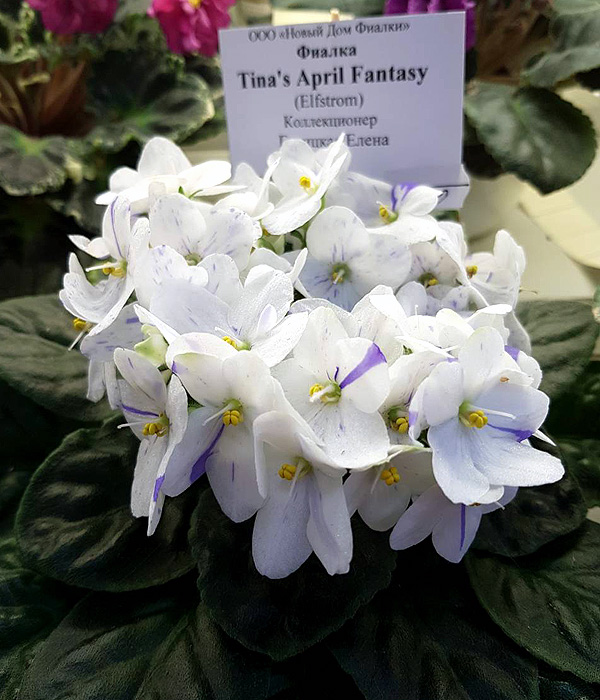 Tina's April Fantasy.jpg