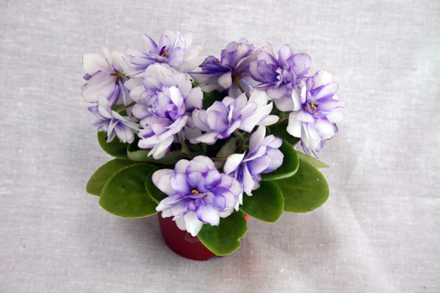 2 место Orchard's Purple Haze ( Wilson) коллекционер М.Карпова