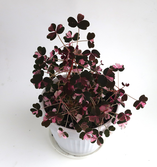 Oxalis-vulcanicola-Bicolor.jpg