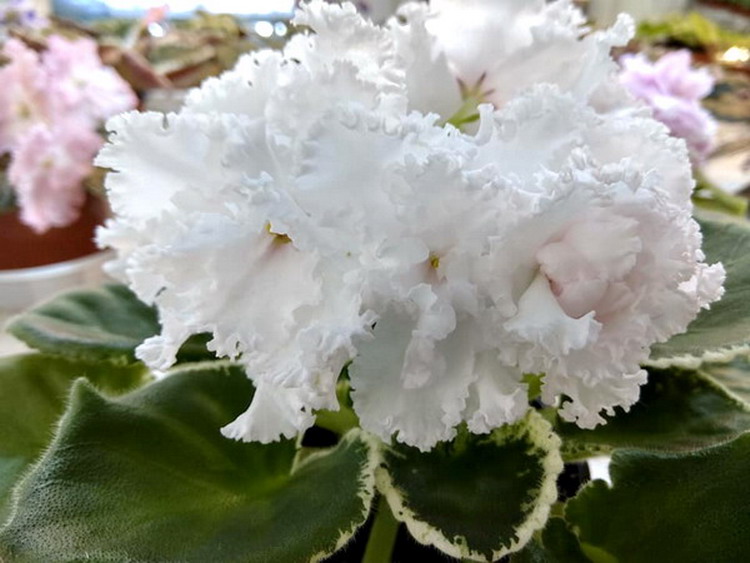 ЛЕ-№24 2019.jpg