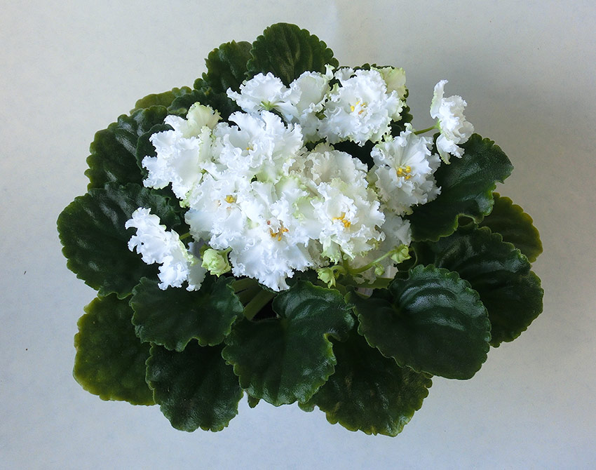 РМ-День-Ангела.jpg