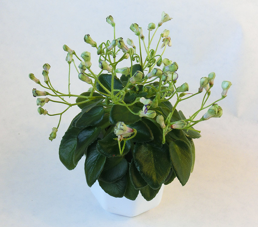 Morgan's-Junior-Mint.jpg