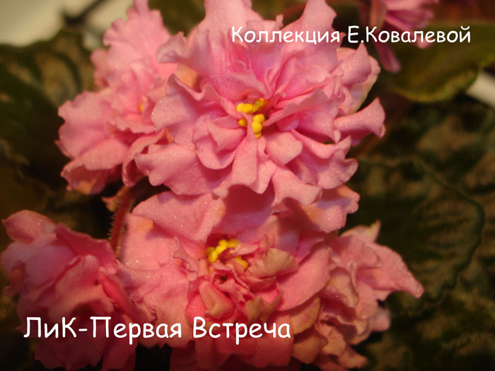 ЛиК-Первая-Встреча11.jpg