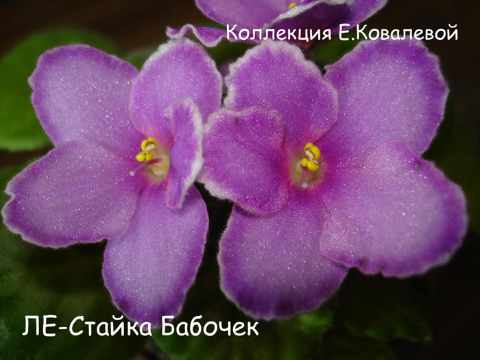 ЛЕ-Стайка-Бабочек11.jpg