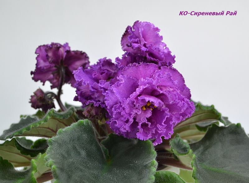 КО-Сир Р.JPG