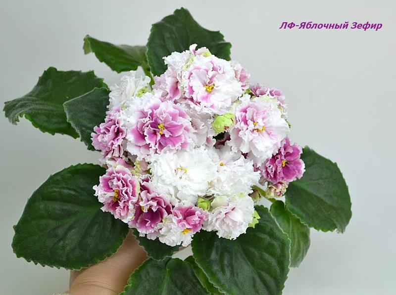 ЛФ-Ябл Зефир.JPG
