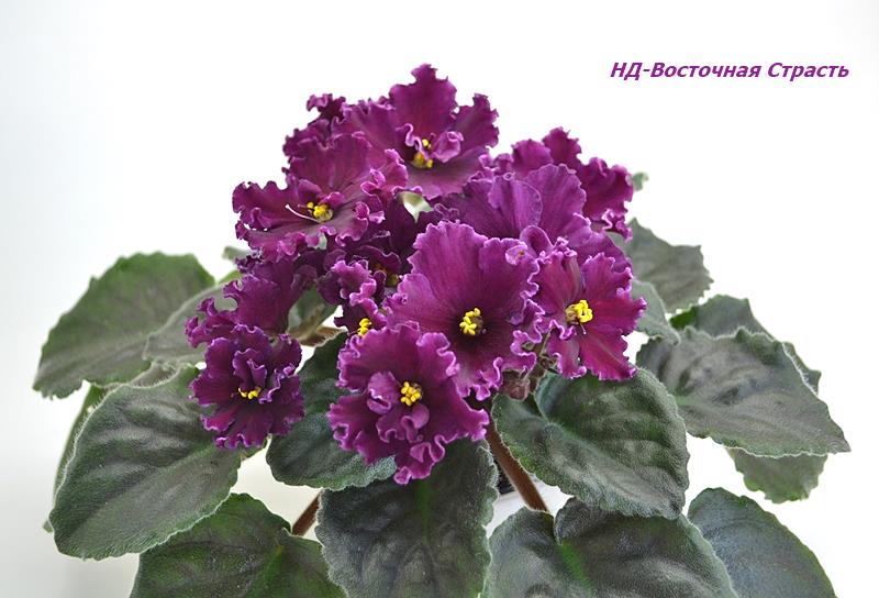 НД-Вост Страсть.JPG