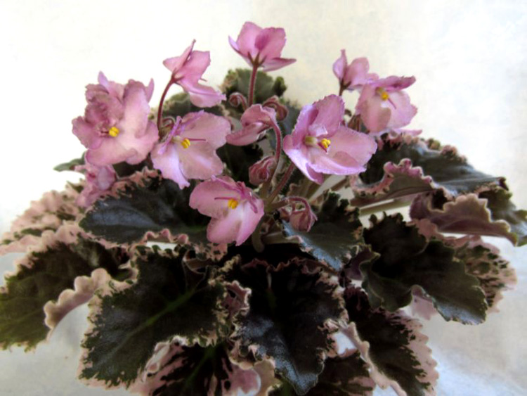 Wild-Irish-Rose_.jpg