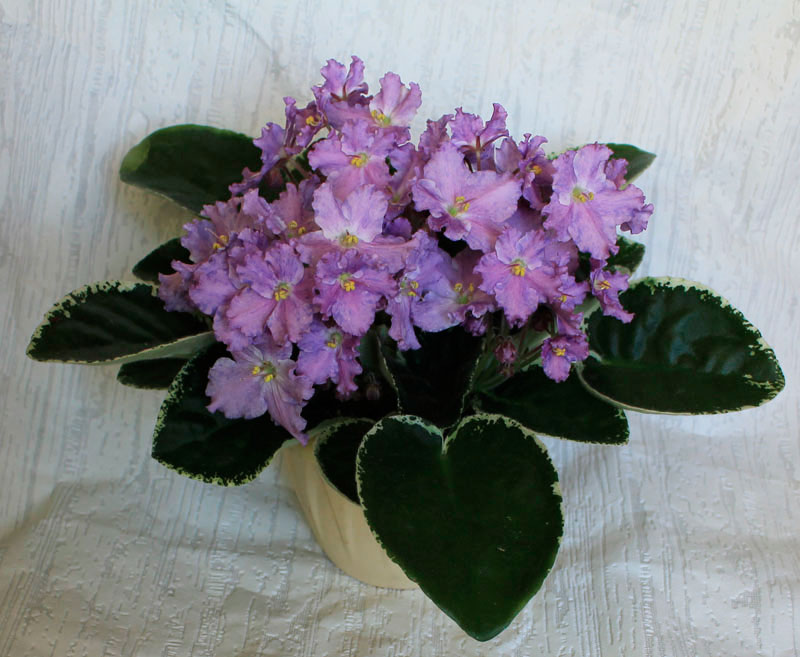 K''s-Lilac-Infusion.jpg