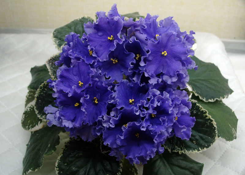 Ma's-Pretty-Blue.jpg