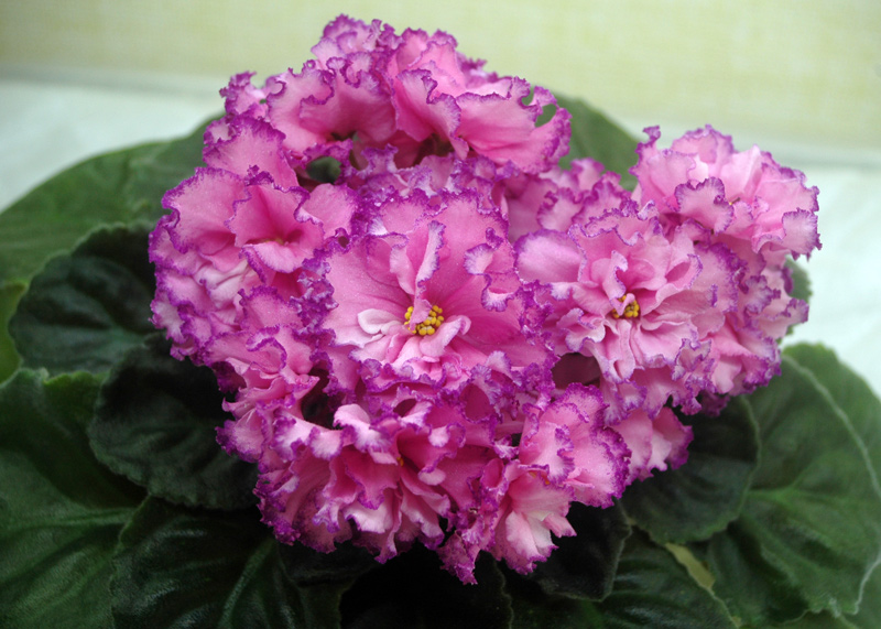 ЛЕ-Лилианна.jpg