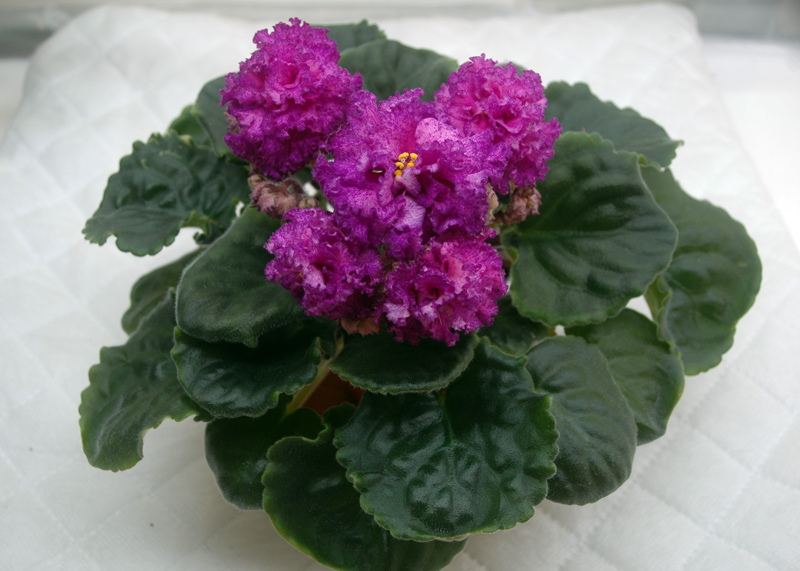 ЛЕ-Мария-Мирабелла.jpg