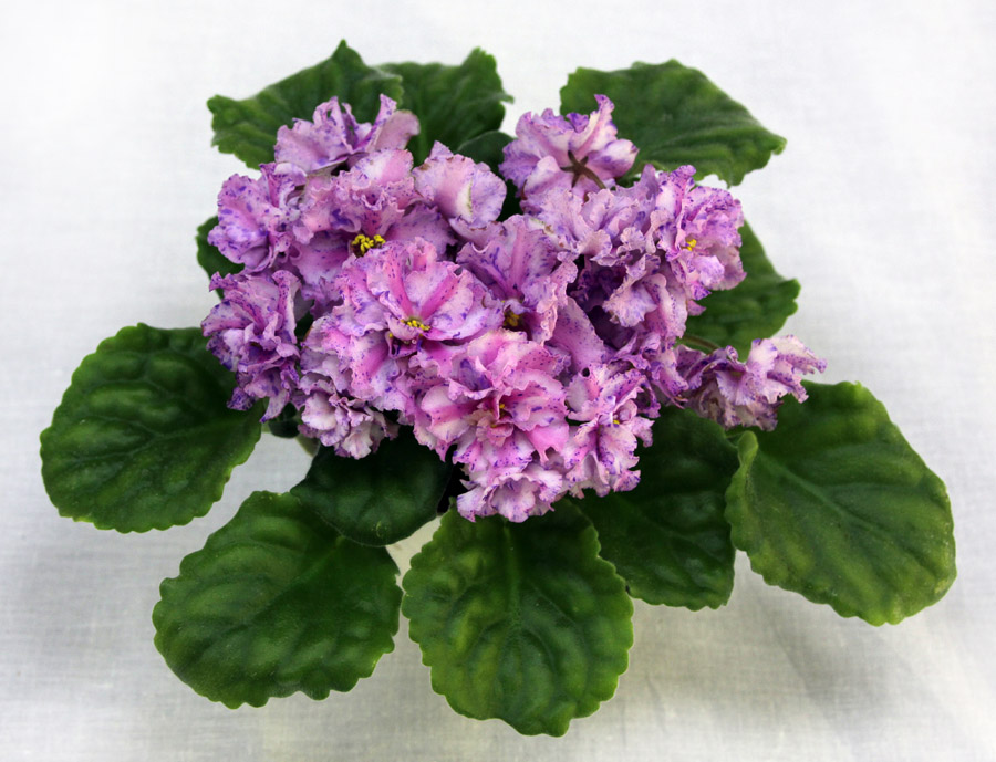 2 место – Розовый Какаду (Н. Белецкая), кол. А. Патянина