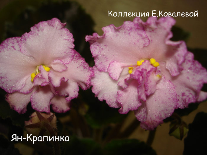 Ян-Крапинка11.jpg