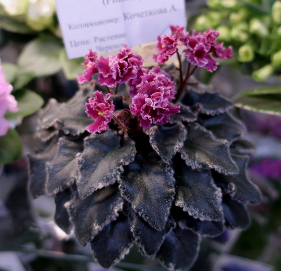 Jolly-Frills-(Кочеткова).jpg