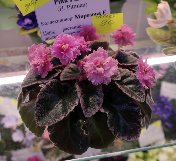 Pink-Pizazz-(Морозова).jpg