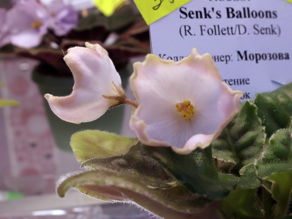 Senk's-Balloons-(Морозова).jpg