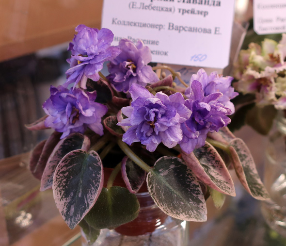 ЛЕ-Горная-Лаванда-(Варсанова).jpg