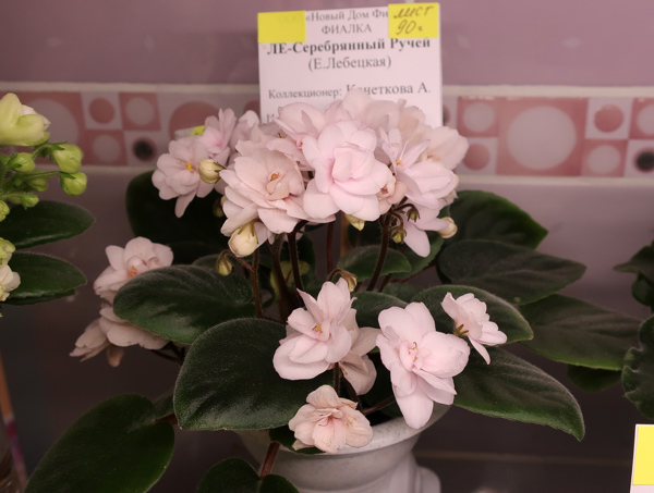 ЛЕ-Серебряный-Ручей-(Кочеткова).jpg