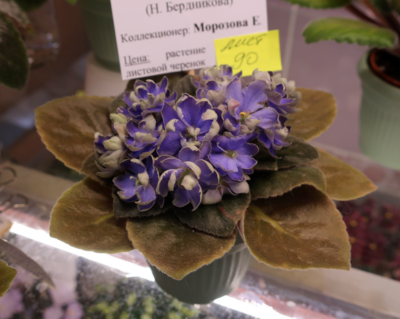 Н-Адам-(Морозова).jpg