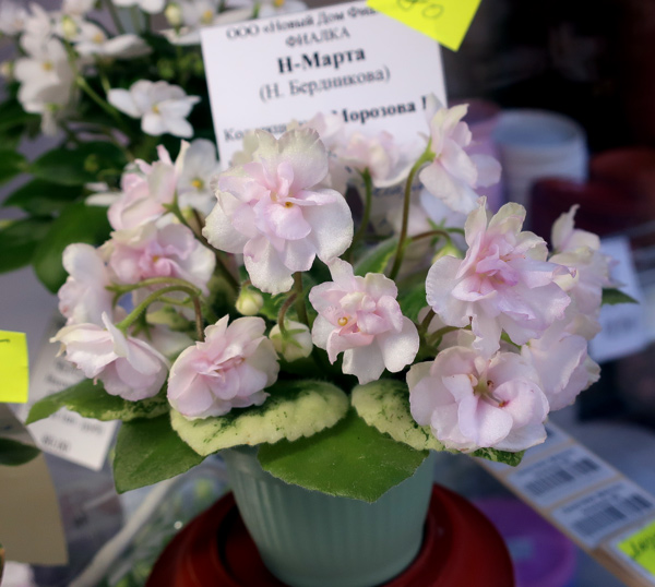 Н-Марта-(Морозова).jpg