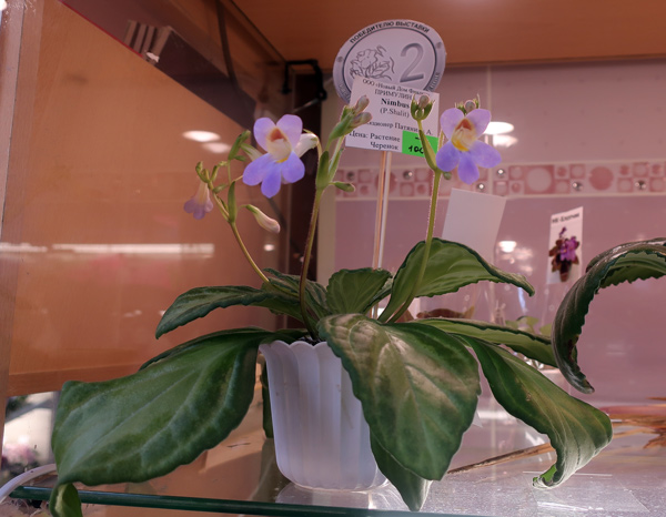 примулина-Nimbus-(Патянина).jpg