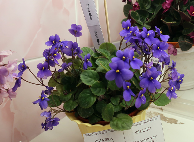 Pixie-Blue-(Патянина).jpg