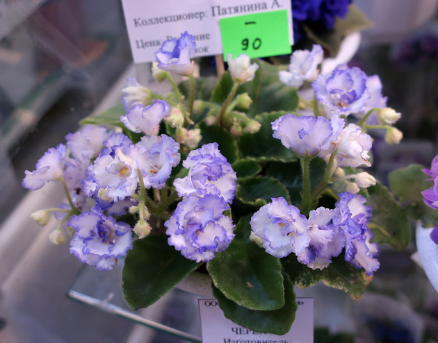 ЛЕ-Алмазная-Пыль-(Патянина).jpg