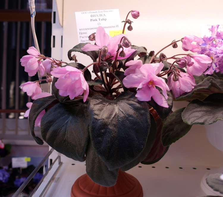 Pink-Tulip-Конышева).jpg