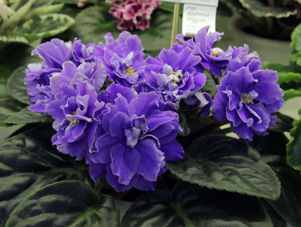 РМ-Морская Медуза