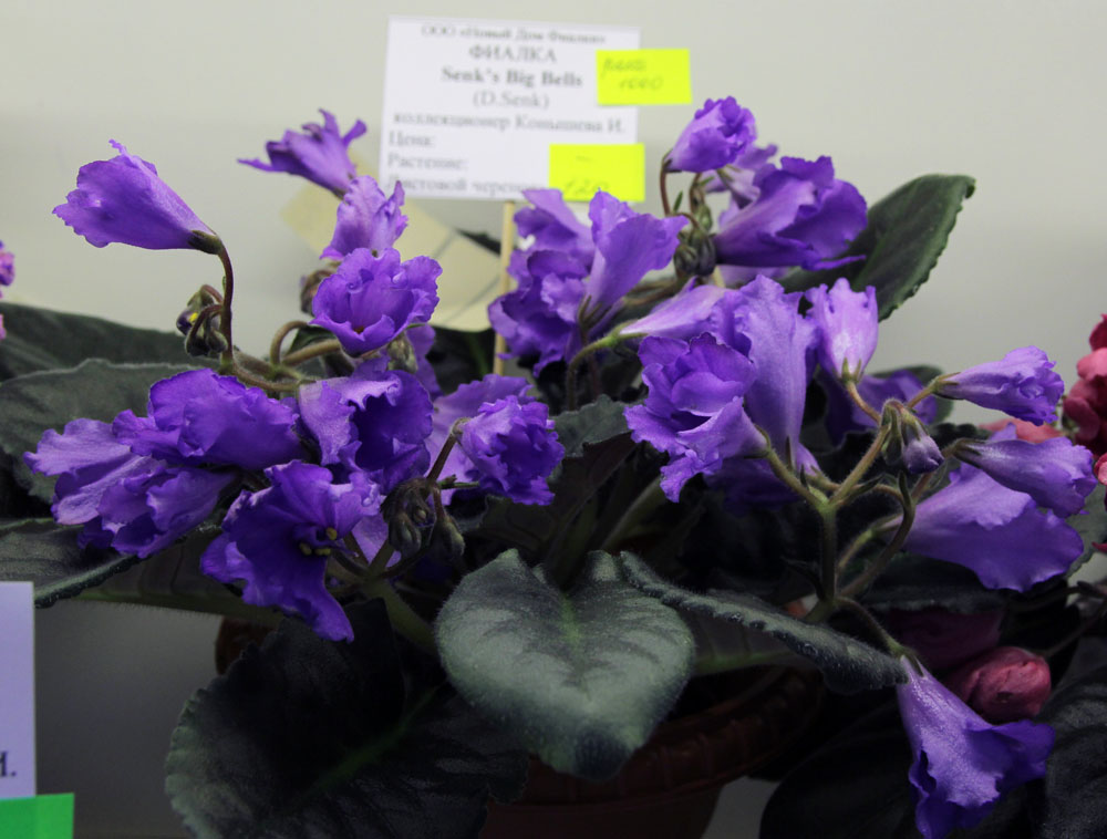 Senk's Big Bells
