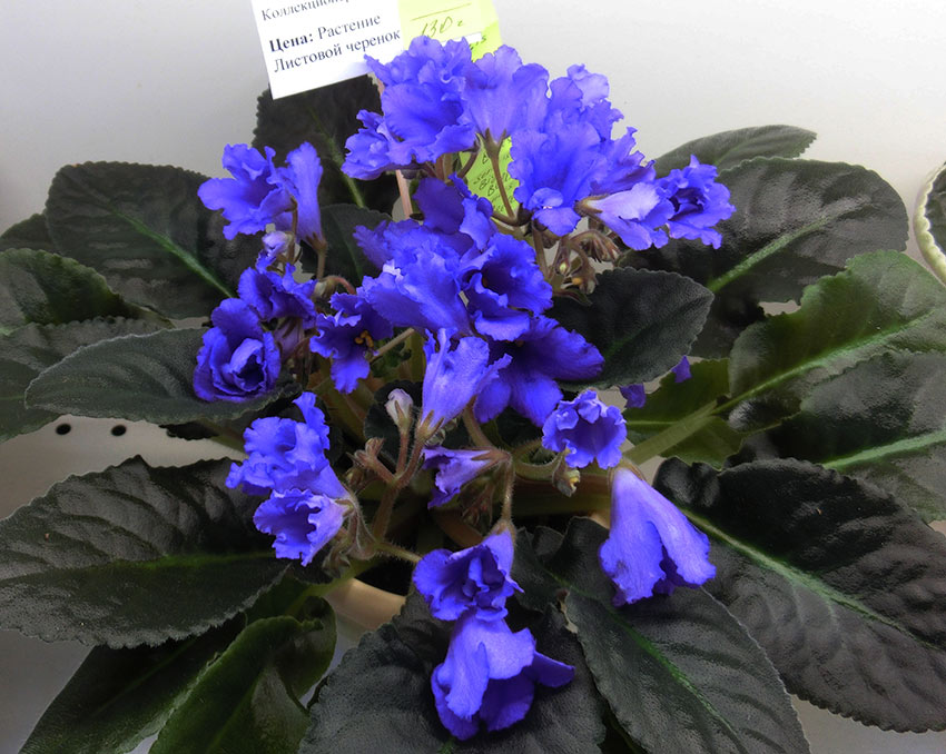 Senk's-Big-Bells-Пименова.jpg