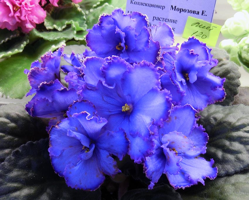 Синяя-Птица-Морозова.jpg