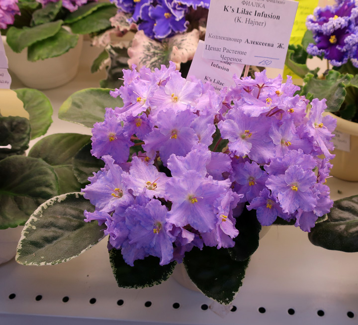 K's-Lilac-Infusion-(Алексее.jpg