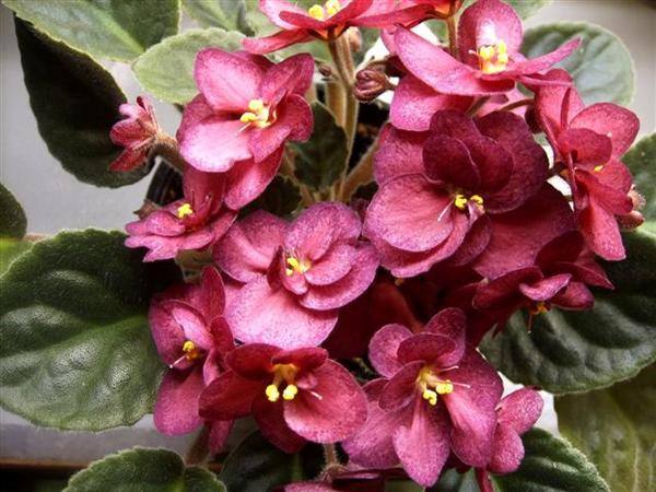 SPA50299 копия (Small) (Small) (Custom).jpg