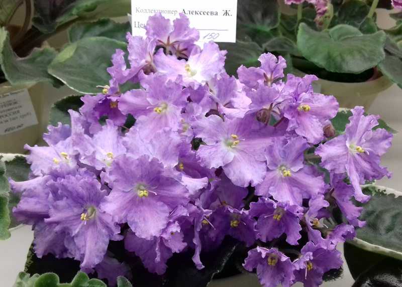K's-Lilac-Infusion-Алексеев.jpg