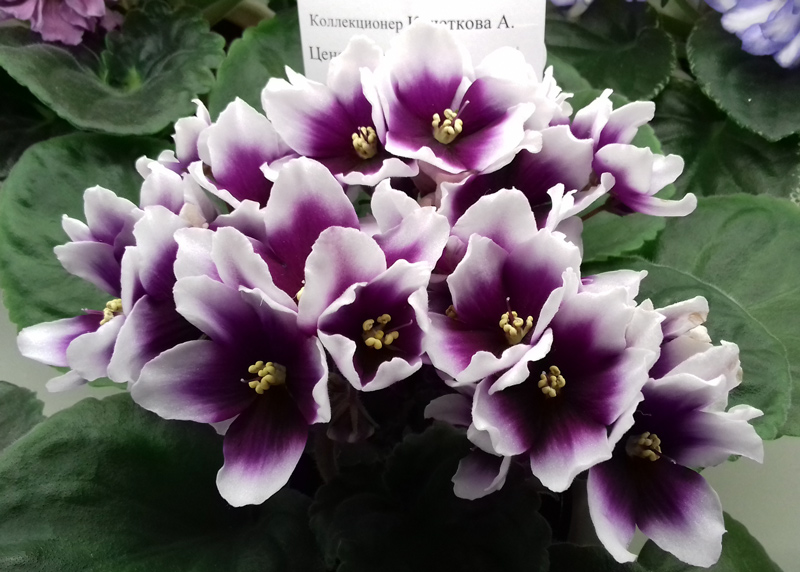 Optimara-myLove-Кочеткова.jpg