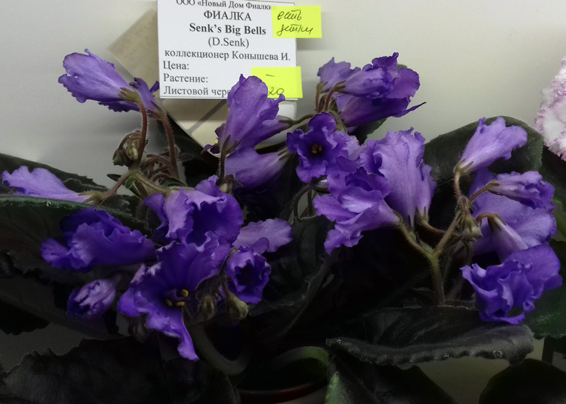 Senk's-Big-Bells-Конышева.jpg