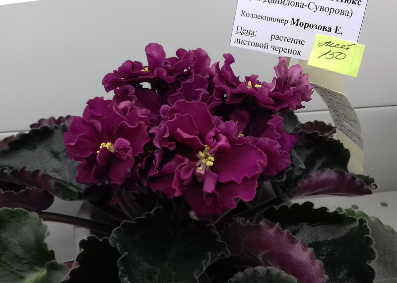 НД-Бархтный-Пион-Люкс-Мороз.jpg
