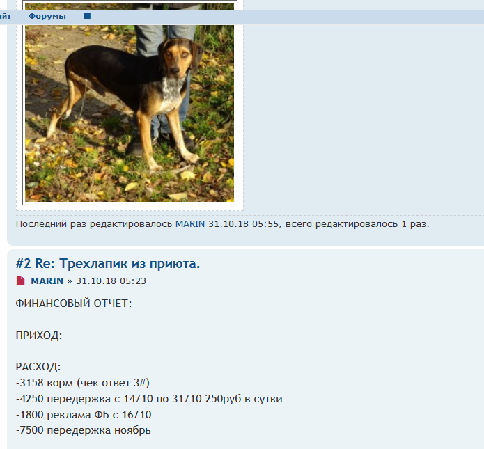 2018 Трехлапик из приюта  0.png