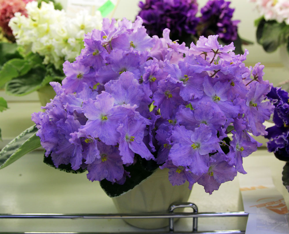 K's Lilac Infusion