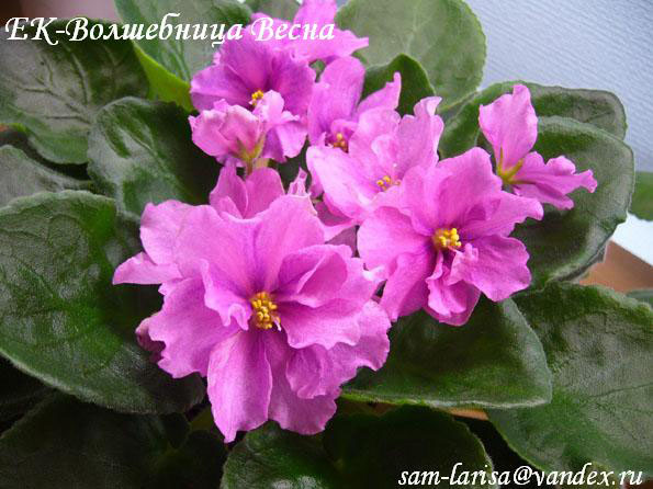 ЕК-Волшебница Весна (Коршунова)