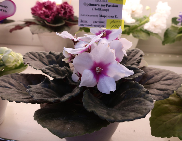 Optimara-myPassion(Морозова.jpg