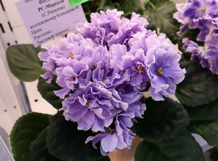 РС-Марсела-(Конышева).jpg