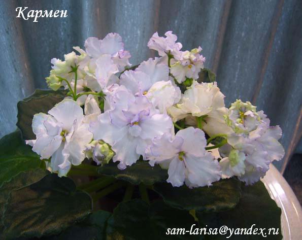 Кармен (Прилуцкая)