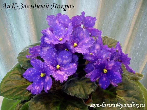 ЛиК-Звездный Покров (Лазаренко)