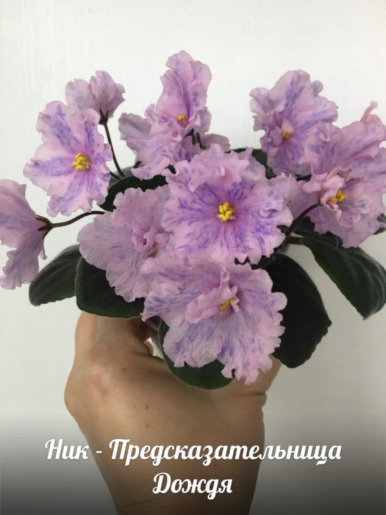 Ник-Предсказательница Дождя.jpg