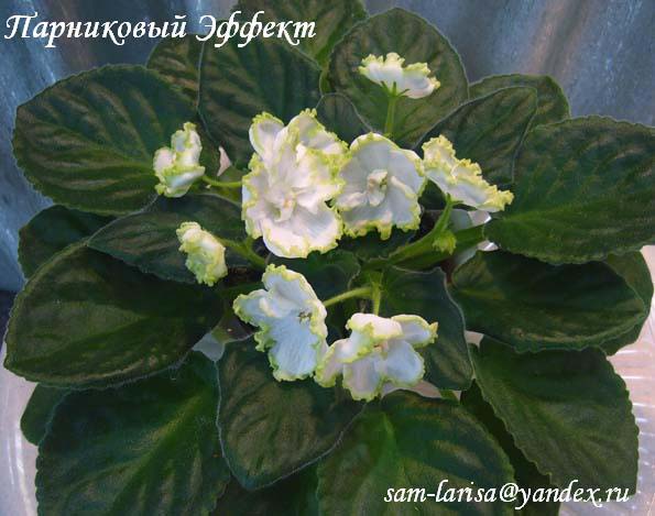 Парниковый Эффект (Морев)